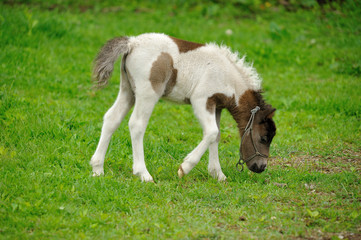 Obraz premium ミニチュアホース