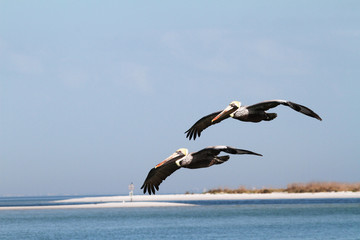 A pair of brown pelican flying over the water in the Gulf of Mexico near St. Petersburg, FL