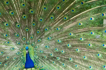 Male Peacock Displays Bright Feathers