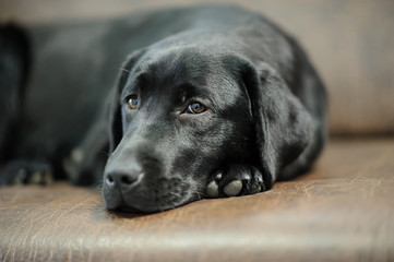 Labrador dog on sofa