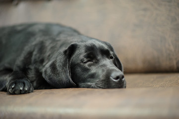 Labrador dog on sofa