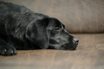 Labrador dog on sofa