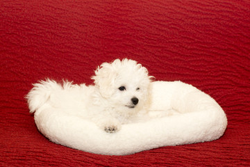 犬　ビションフリーゼ