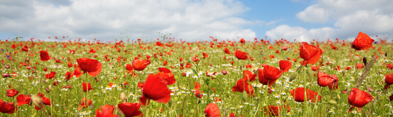 Poppies on blue sky background.