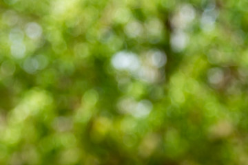 Fototapeta na wymiar blurred green leafs background
