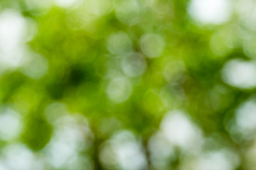Fototapeta na wymiar blurred green leafs background