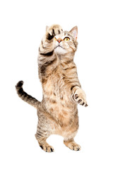 Playful cat Scottish Straight, standing on hind legs, isolated on white background