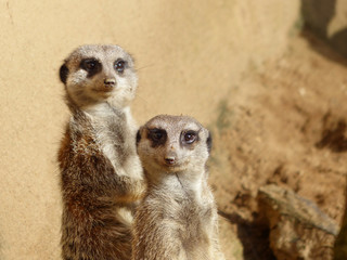 Fototapeta premium Meerkats couple looking in the camera