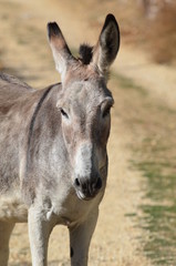 A posing donkey