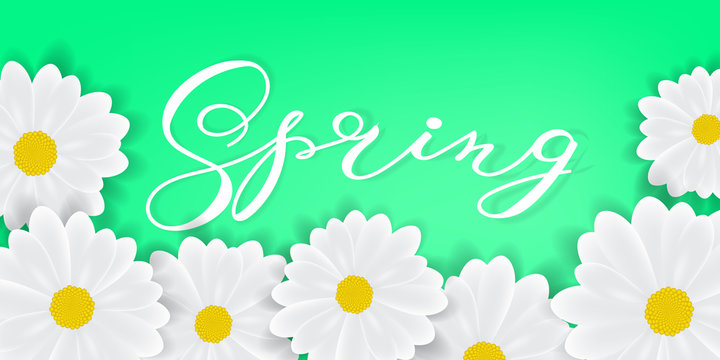 Spring background with hand writening lettering Spring word, white daisies or gerbers