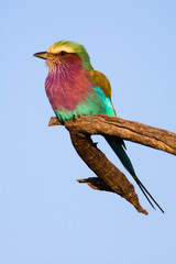 Lilac-breasted Roller