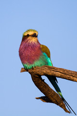 Lilac-breasted Roller
