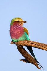 Lilac-breasted Roller