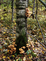 A lot of edible mushrooms grow on the trunk of a birch tree