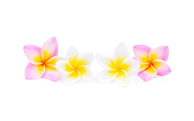 Tropical flowers frangipani (plumeria) isolated on white