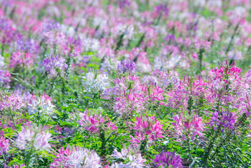 Fototapeta premium Różowy i biały kwiat pająka (Cleome hassleriana) w ogrodzie