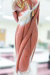 Anatomy muscle Legs model of muscle for classroom education.