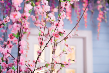 Oriental cherry blossoms. Horizontal