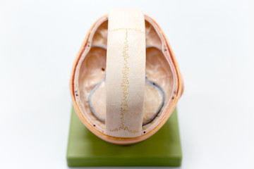 Model brain Human,respiratory system and skeletal head models for classroom education.