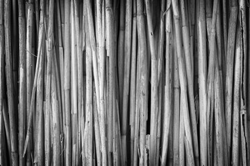 Wall of bulrush black and white background