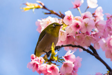 The Japanese White eye.The background is  cherry blossoms(Prunus x kanzakura‘Oh-kanzakura’）. Located in Tokyo Prefecture Japan.