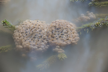 Froschlaich im Wald