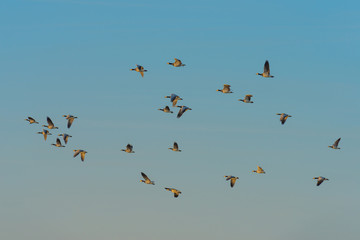 Birds flying in sunlight in spring