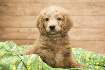 Golden doodle with green blanket and wooden background