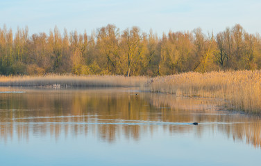 Shore of a lake in wetland at sunrise