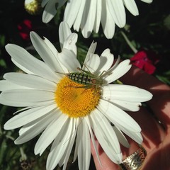 Grashüpfer auf einer Blume