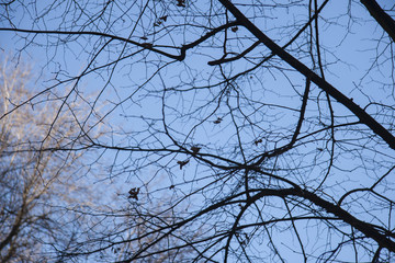 Himmel über Berlin Bäume Äste Zweige Blätter Blauer Hintergrund