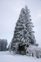 Tannen im Winter bei Oy, Allgäu