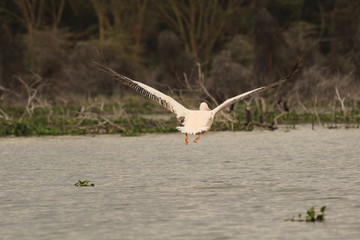 Pelican in flight in Lake Naivasha, Kenya
