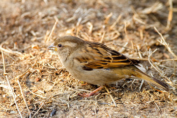 wild animal bird sparrow on the ground looking for food