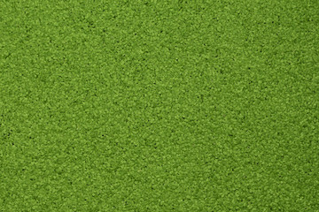 Green duckweeks cover surface of water