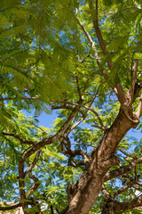 Huge Mimosa Tree Against Sky