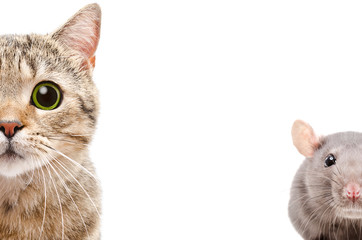 Portrait of a Scottish Straight cat and rat, half face, isolated on a white background