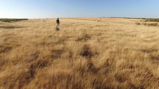 pointer pedigree dogs running with hunter over wheat field