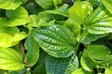 leaves
