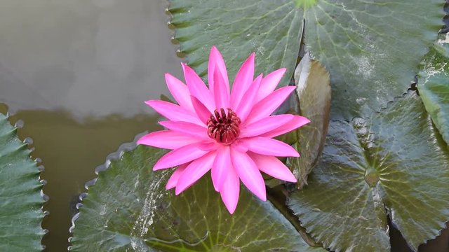 pink water lily flowers blooming early morning. nymphaea rubra pink red indian water lily in thailand 