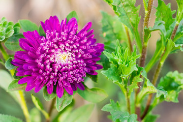 Single aster violet flower on green background