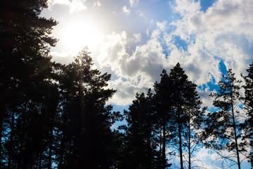Amazing pine forest silhouettes tree against blue sky with clouds and sun