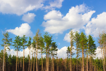 Fototapeta premium Amazing pine forest. Trees against blue sky with white clouds