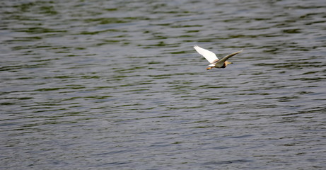 Fototapeta na wymiar Javan Pond Heron 
