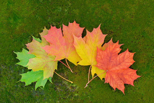 Sugar Maple Leaf Images – Browse 167,302 Stock Photos, Vectors