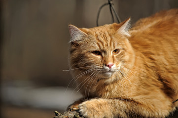 Beautiful red cat sleeping on plum tree branch in garden.
