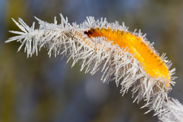 Frozen leaf