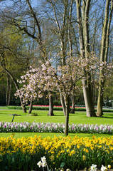 Amazing landscape with colorful flower beds and flower patterns in the park Keukenhof, Holland, Europe.