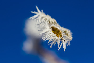 Frozen leaves of rosehip