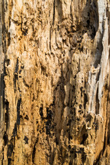 Fototapeta premium Dead tree texture, Close up, Abstract background